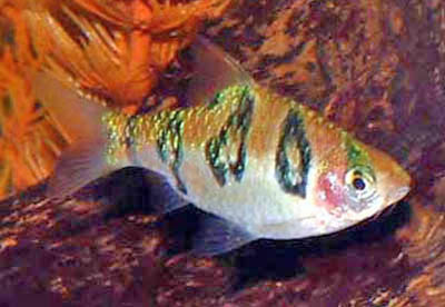 Puntius rhomboocellatus